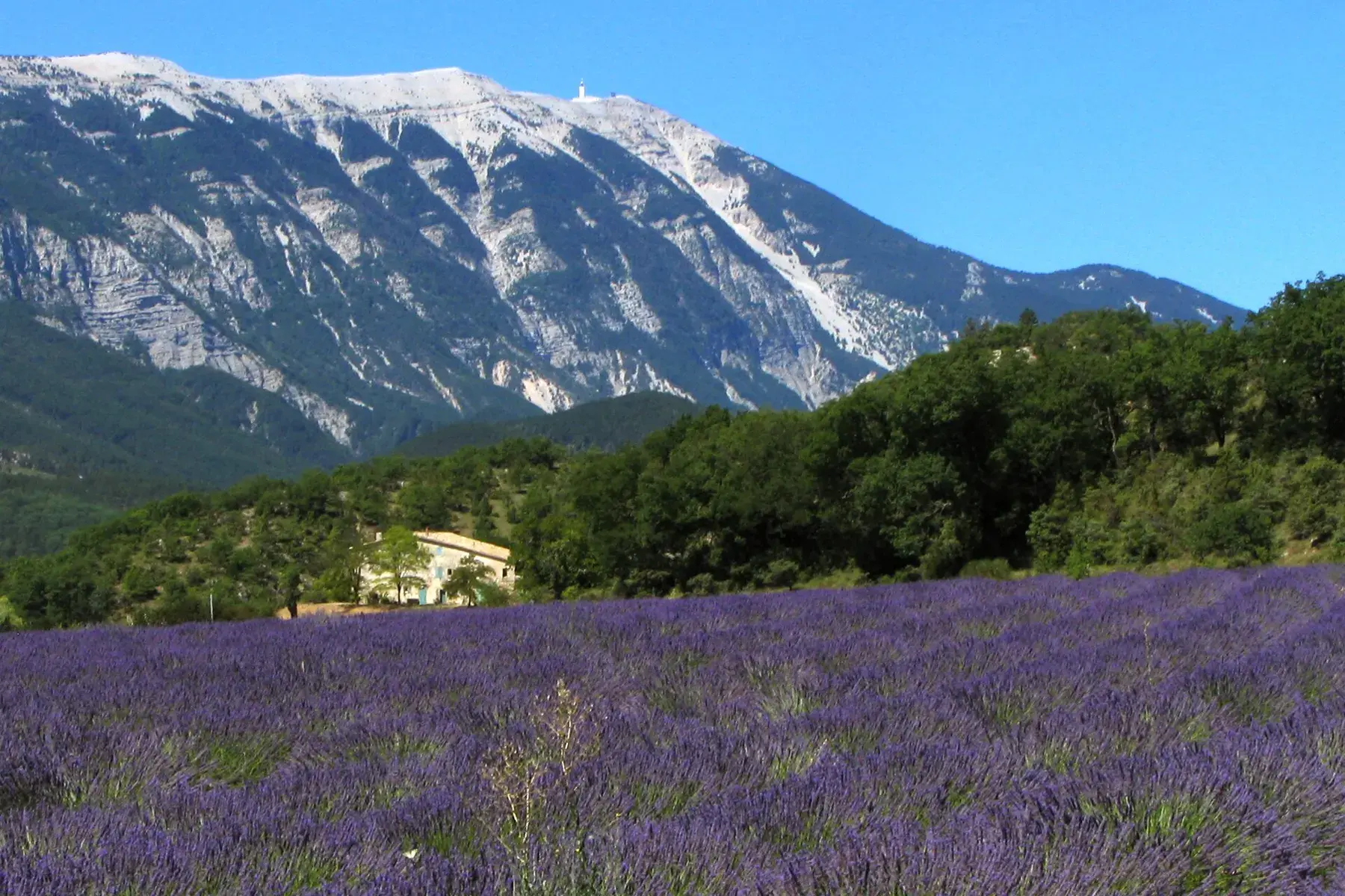 Lavender field below Mont Ventoux